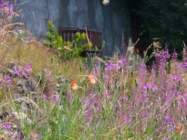 un champ de fleurs violettes photo