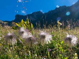 une champ de sauvage fleurs photo