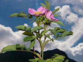 une rose fleur avec une bleu ciel dans le Contexte photo