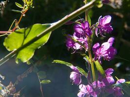 une violet fleur avec vert feuilles et une rayon de soleil photo