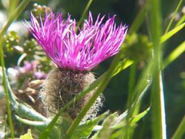 une violet fleur avec longue tiges dans une champ photo