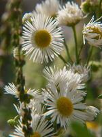 un bouquet de fleurs blanches photo