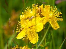 une Jaune fleur dans une champ de vert herbe photo