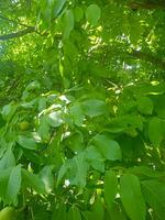 luxuriant noyer des arbres avec vert des graines photo