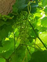 vignes sont dans plein Floraison photo