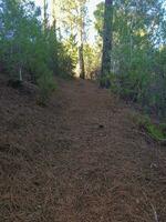 la nature tapis de pin aiguilles photo