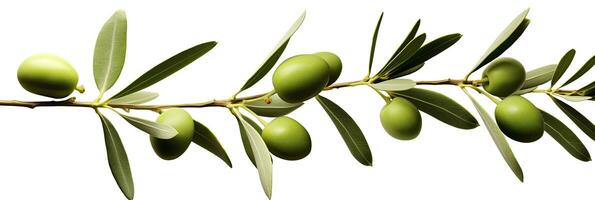 ai généré olive arbre bifurquer, vert Olives et feuilles sur blanc Contexte. ai généré. photo