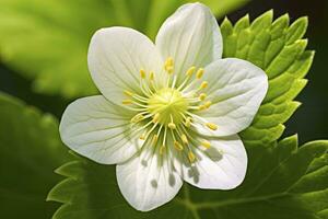 ai généré fraise fleur. ai généré photo