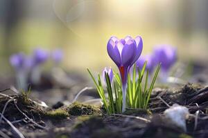 ai généré printemps violet crocus fleur. ai généré photo