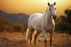 ai généré blanc cheval ou jument dans le montagnes à le coucher du soleil. ai généré photo