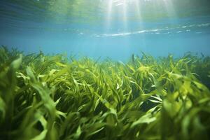 ai généré sous-marin vue de une groupe de fond marin avec vert herbiers marins. ai généré photo