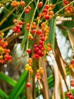 rouge des graines de licuala paludosa griff arbre. photo