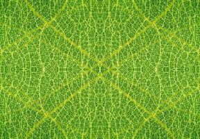 texture de vert feuilles Contexte. photo