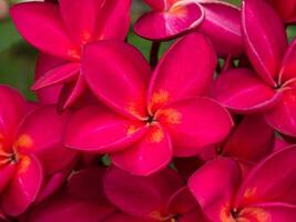 rouge de frangipanier fleur. photo