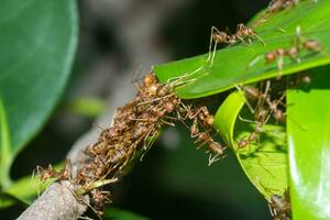 le unité de le fourmi nid bâtiment. photo