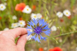 bleu bleuet fleur dans le milieu de fleur champ fleur portrait, arrière-plan photo