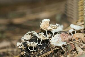 une groupe de toxique champignons dans le forêt. photo