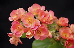 ai généré Kalanchoe blossfeldiana. ai généré photo