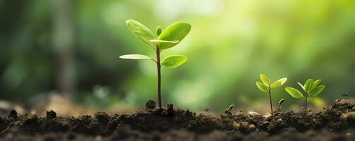 ai généré croissance des arbres concept café haricot semis la nature Contexte magnifique vert. ai généré photo