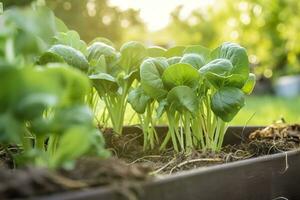 ai généré Frais biologique Bruxelles choux croissance dans le jardin. croissance posséder des fruits, des légumes. ai généré photo