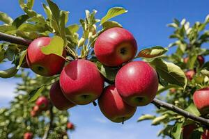 ai généré proche en haut Pomme fruit sur arbre. ai généré photo