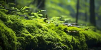 ai généré vert mousse fermer, avec une toile de fond de des bois. forêt dans le nationale parc. ai généré photo