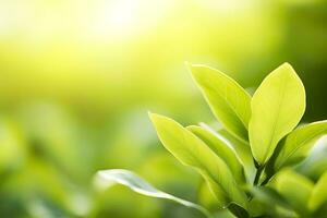 ai généré la nature de vert feuille dans une jardin dans été en dessous de lumière du soleil. printemps Contexte. ai généré photo