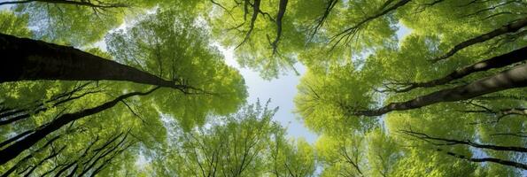 ai généré à la recherche en haut à le vert hauts de des arbres. ai généré photo