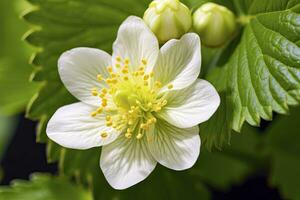 ai généré fraise fleur. ai généré photo