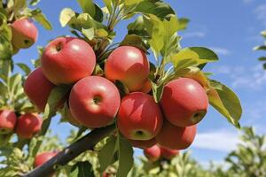 ai généré proche en haut Pomme fruit sur arbre. ai généré photo