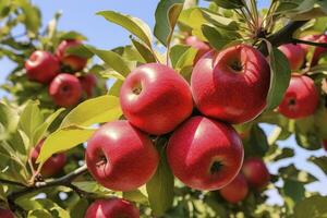 ai généré proche en haut Pomme fruit sur arbre. ai généré photo