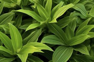 ai généré une plante avec beaucoup de grand vert feuilles. ai généré photo