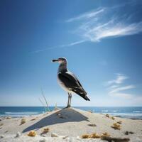 ai généré mouette sur le plage en dessous de bleu ciel. photo