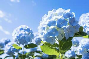 ai généré proche en haut vue de bleu français hortensia avec feuilles en dessous de bleu ciel. photo