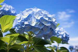 ai généré proche en haut vue de bleu français hortensia avec feuilles en dessous de bleu ciel. photo