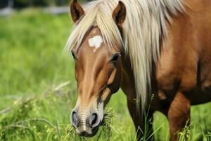 ai généré marron cheval avec blond cheveux mange herbe sur une vert Prairie détail de le diriger. photo