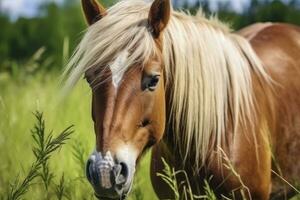 ai généré marron cheval avec blond cheveux mange herbe sur une vert Prairie détail de le diriger. ai généré photo