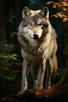 ai généré image de une Timbler loup, avec une des bois retour sol photo