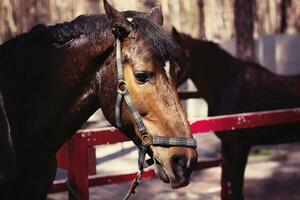 marron étalon portrait de des sports marron cheval de race cheval. magnifique photo