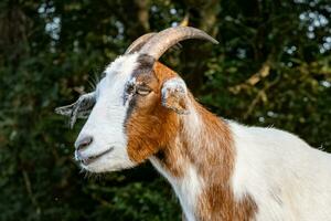 portrait de une marron blanc chèvre photo