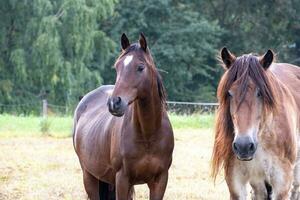 les chevaux pâturage dans une Prairie photo