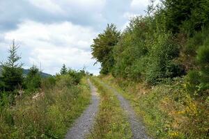 chemin dans le paysage avec prairie, arbres, ciel photo