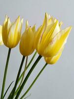 Jaune tulipes. Jaune tulipe fleurs sur une lumière Contexte. dos photo