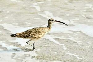 une oiseau en marchant sur le plage près le l'eau photo