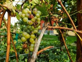 raisins sur la vigne photo