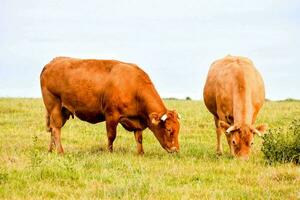 deux vaches pâturage dans une champ sur une ensoleillé journée photo