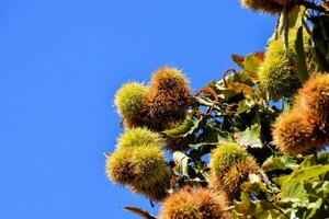 châtaignes sur une arbre dans le Soleil photo