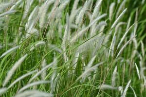 photo de mauvaises herbes sur le côté de le route