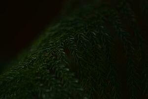 Contexte photo de Naturel texture de tropical vert les plantes et feuilles