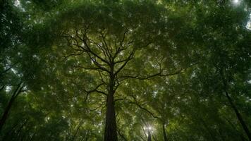 ai généré représenter le phénomène de parmi des arbres, mise en évidence le complexe motifs formé par leur auvents comme elles ou ils éviter chevauchement. photo